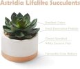 Artificial Succulent Plants in Ceramic Pots Faux Cactus Set of 3